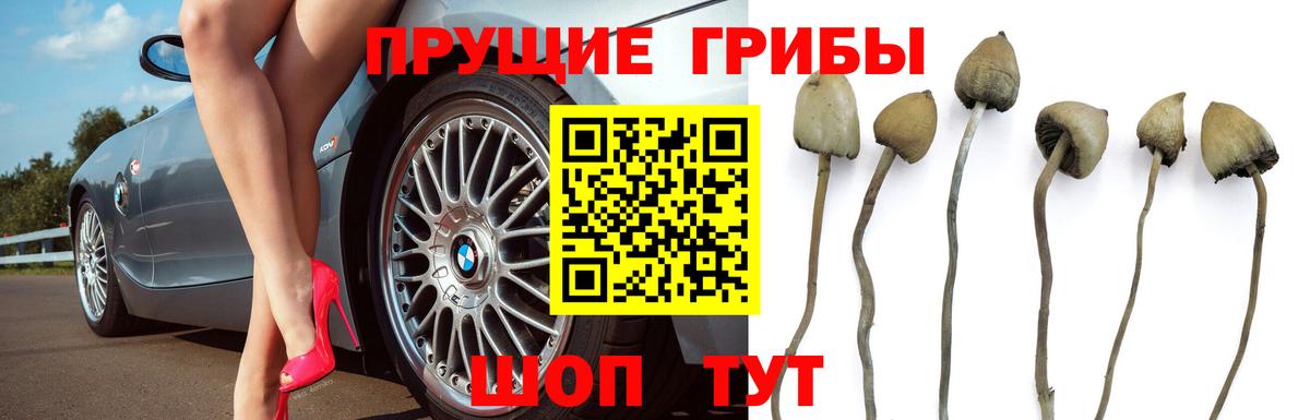 Галлюциногенные грибы Psilocybine cubensis Коммунар